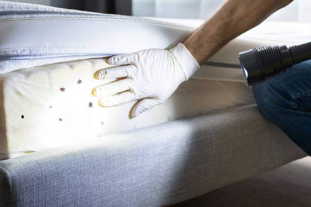 Best Cockroach Control Services  in Haysville, KS