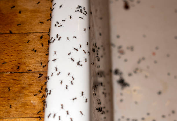 Best Pest Control for Homes  in Haysville, KS
